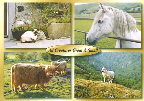 All Creatures Great and Small postcards
